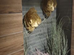 -Dragonfly 悠庭·按摩Spa(苏州中心广场店)