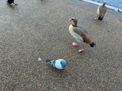 -海德公园