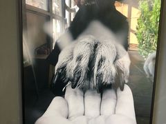 -百好乐宠物友好餐厅(朝外大街店)