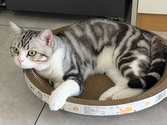-凯瑞希宠物医院·狂犬免疫·微创·皮肤科