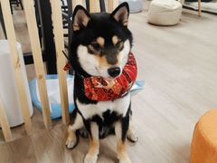 -柴迷FANS CLUB·柴犬狗咖·猫咖