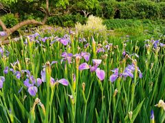 -广西壮族自治区药用植物园