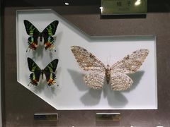 -上海昆虫博物馆