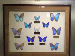 -上海昆虫博物馆