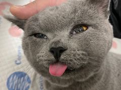 -灵美宠物诊所
