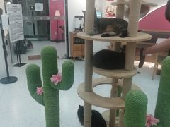 -喵园·猫主题咖啡厅·撸猫·猫咖(国贸店)