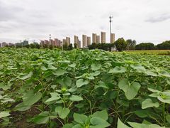 -映月湖中央公园