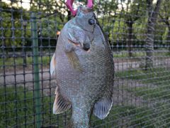 -新怡路亚垂钓园