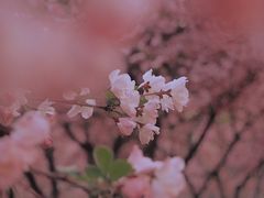 -中央公园(苏州工业园区)