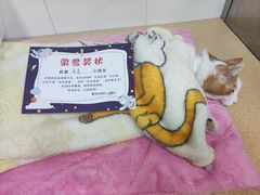 -瑞派宠物医院·内科·软组织·绝育中心(沈阳八纬路分院)