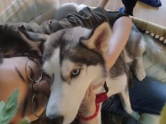 -Husky Go! 哈士奇体验馆·宠物咖啡厅狗咖