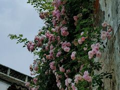 -惠山古镇·寄畅园