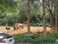 -广州长隆野生动物世界
