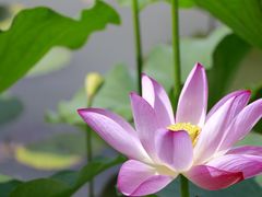 -白洋淀景区