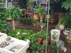-中环花鸟鱼虫市场