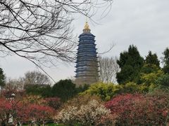 -红梅公园