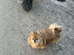 -清真-戏楼王记牛肉面