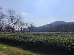 -随意茶庄·地道杭帮农家菜(梅家坞店)