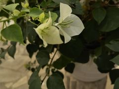 -石家庄市植物园