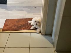 -多乐狗狗宠物训练工作室
