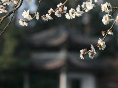 -杭州植物园