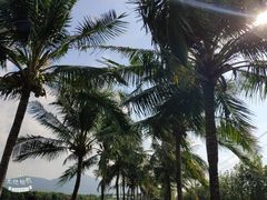 -亚龙湾国际玫瑰谷