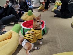 -逗柴咖啡屋·狗咖猫咖宠物桌游