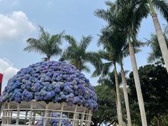 -深圳仙湖植物园