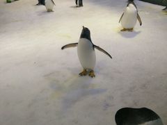 -芜湖新华联大白鲸海洋公园