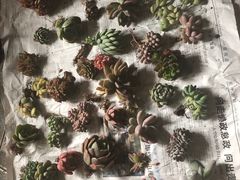 -三圣花乡旅游区