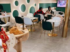 大堂-飞行喵MR PILOT|猫舍·猫咖(静安大融城店)