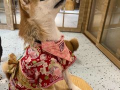 -逗柴咖啡屋·狗咖猫咖宠物桌游