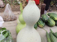 -呀路古热带植物园
