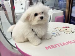 -FAELING PETS美天灵宠物(富力广场店)