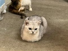 -泰国佛·塔罗·泰牌狐仙古曼