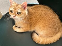 -飞行喵MR PILOT|猫舍·猫咖(静安大融城店)