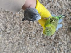 -怪兽屋·羊驼·猫咖·狗咖(俊华广场店)