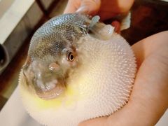-肆月河豚·新淮扬(金融街店)