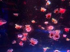 -海合安成都极地海洋公园