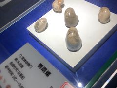 -贝壳王国博物馆