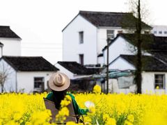 -桑洲油菜花景区