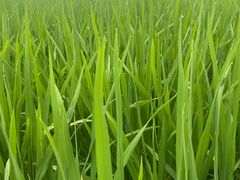 -桤木河湿地公园