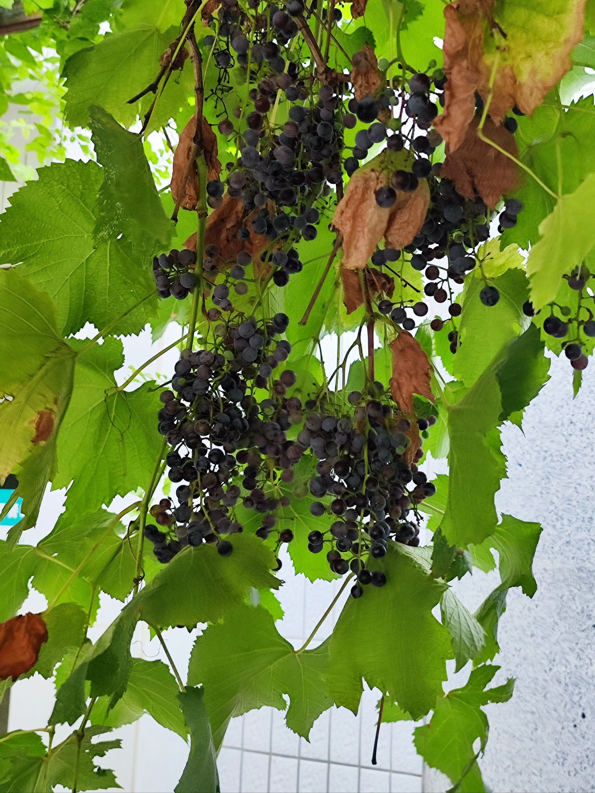 天天领红包 单位楼下的野葡萄,咳,味道