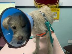 -嘉馨宠物医院·CT影像转诊·心脏科·犬猫全科诊疗中心(下沙大学城院区)