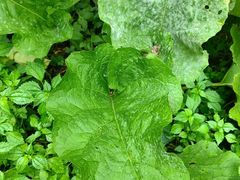 -黑龙江省森林植物园