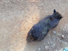 -费瑟代尔野生动物园