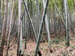 -上海佘山国家森林公园天马山园