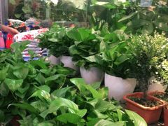 -双季花艺园艺市场(浦东店)