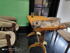 -猫色咖啡·猫咖