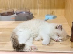 -屋虎猫馆(宝安大仟里店)